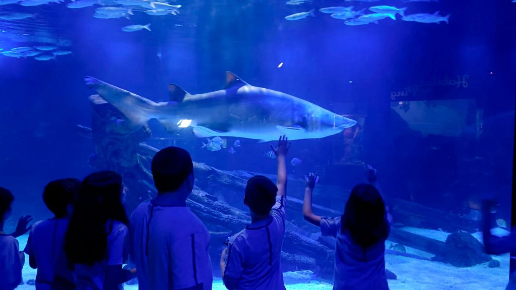 Grupo Oceanic